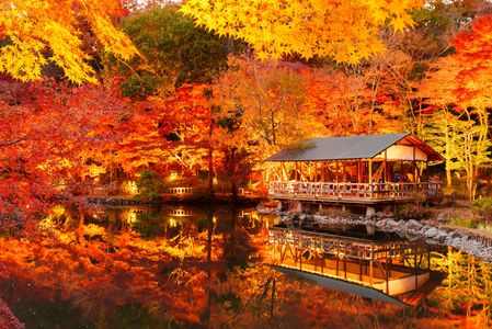 池に映る秋の魔法