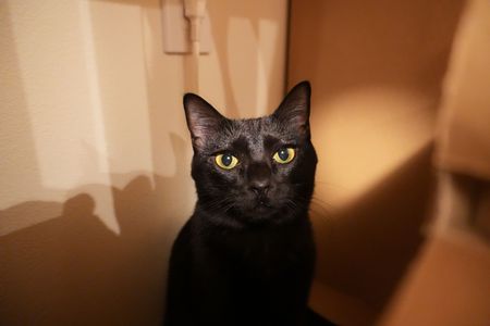 なんとも言えぬ顔