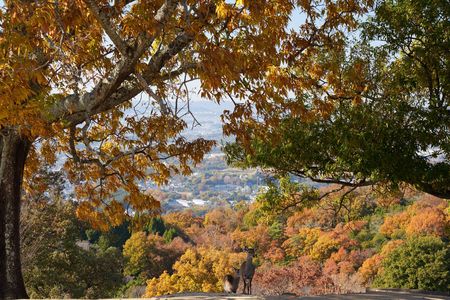 紅葉狩りに来たよ