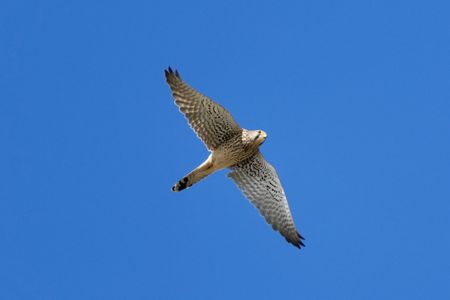 今日もカラスに・・・