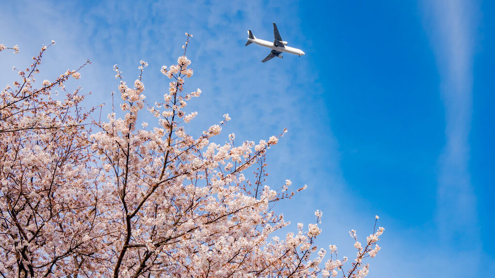 『桜を見上げて』NAOTOさん