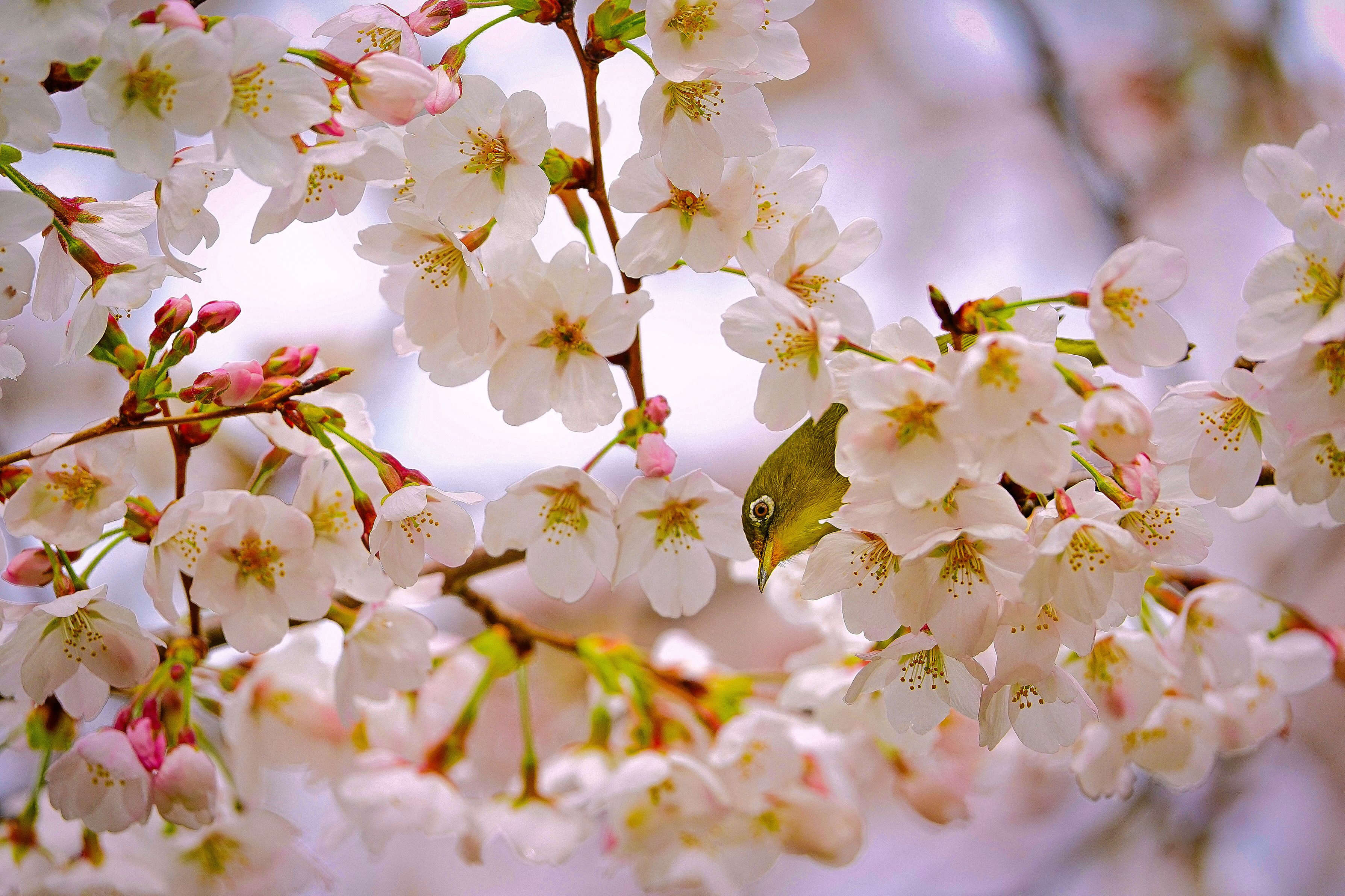 『春の中からコンニチハ』元ミニシュナ飼主さん