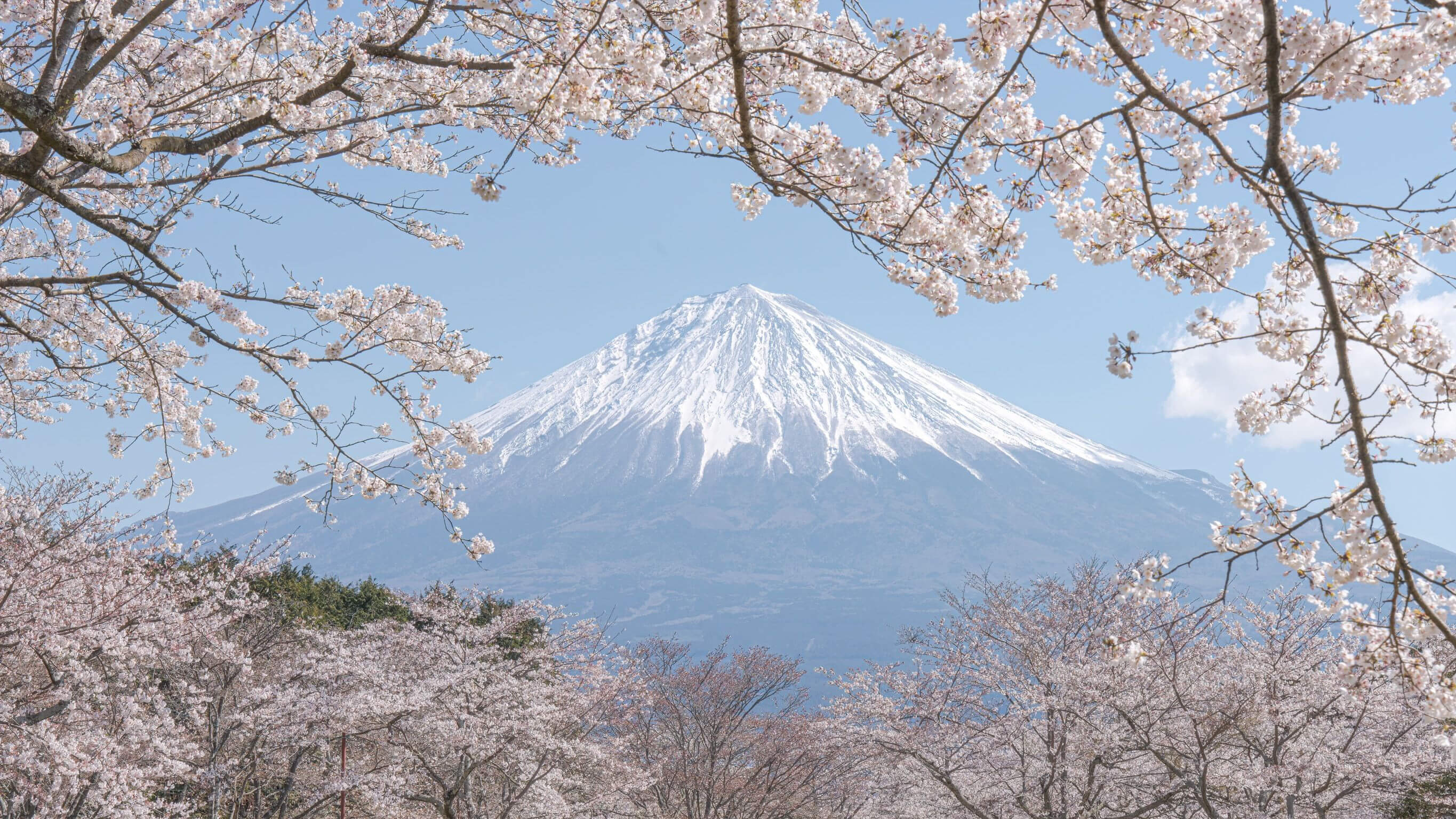 『日本の春』Asukaさん