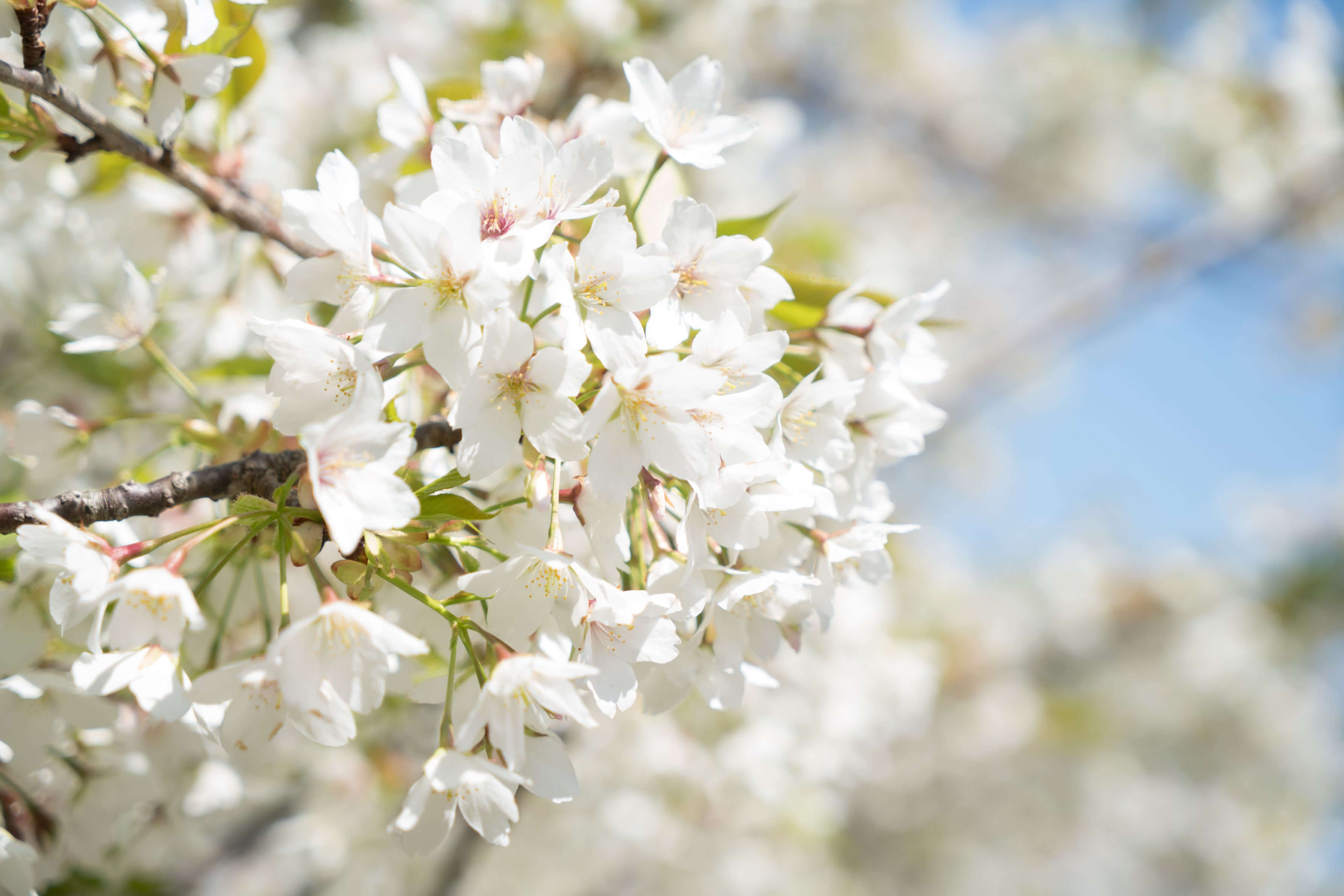 『大島桜は満開です』まりさん
