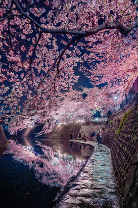 『満天の桜』zeroさん