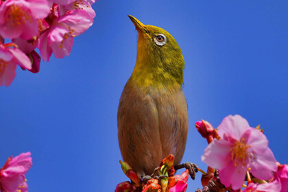 『メジロと桜』mizoroさん