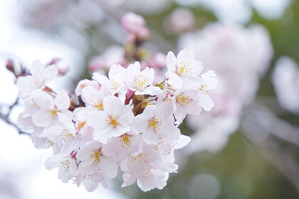 『ソメイヨシノⅡ』ルナさん