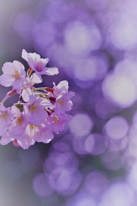 『満開宣言（広島）』runaoさん