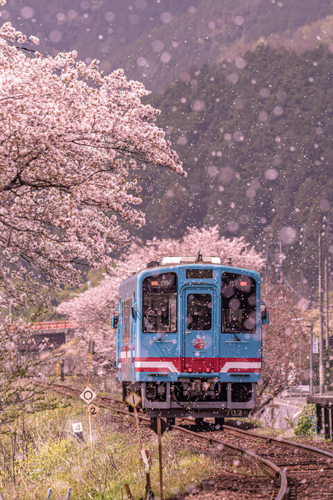 『桜吹雪と樽見鉄道』k.69ryotaさん