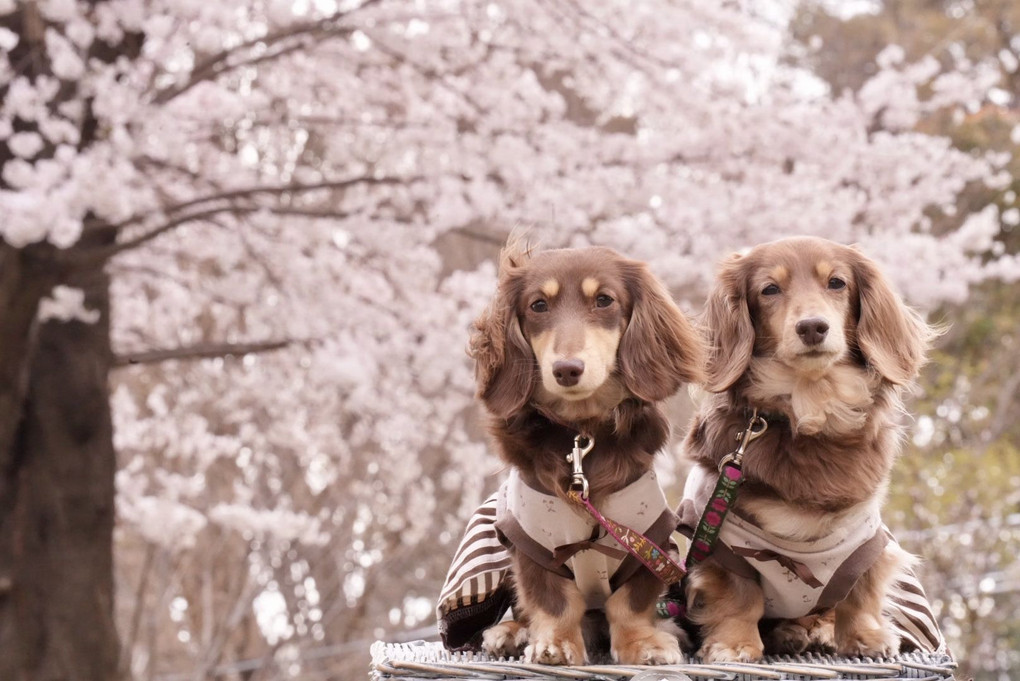 『屋外ロケーションで愛犬を撮る教室-春-（小川晃代先生）』cypressさん