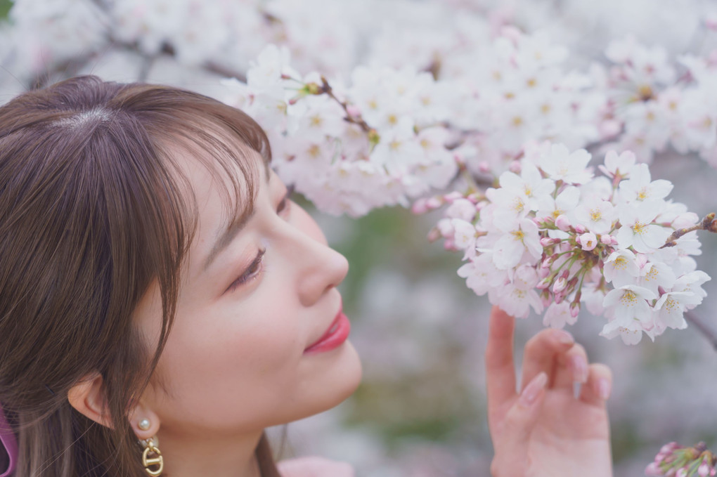 『桜に咲く』マサルさん