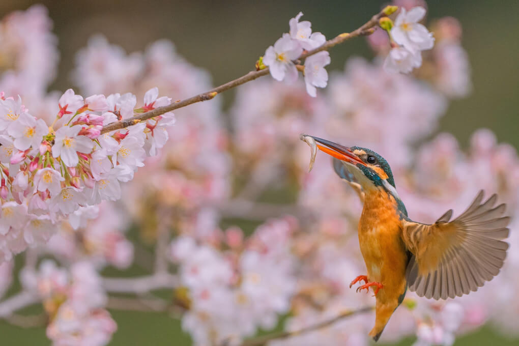 『サクラとカワセミ』よし池さん