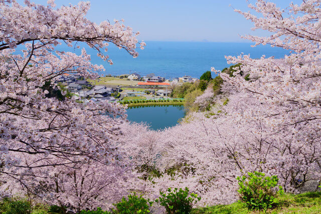 『満開』ろくろく３６さん