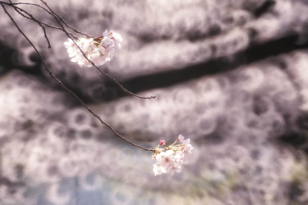 『レフレックスレンズにて「桜」』写創さん