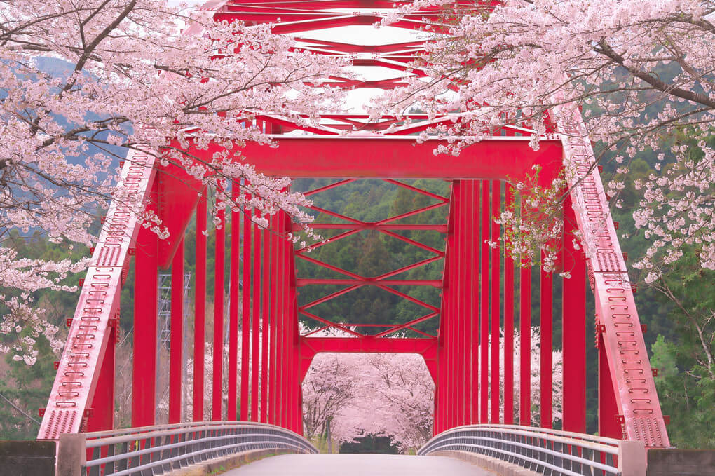 『桜と赤い橋』yukoさん