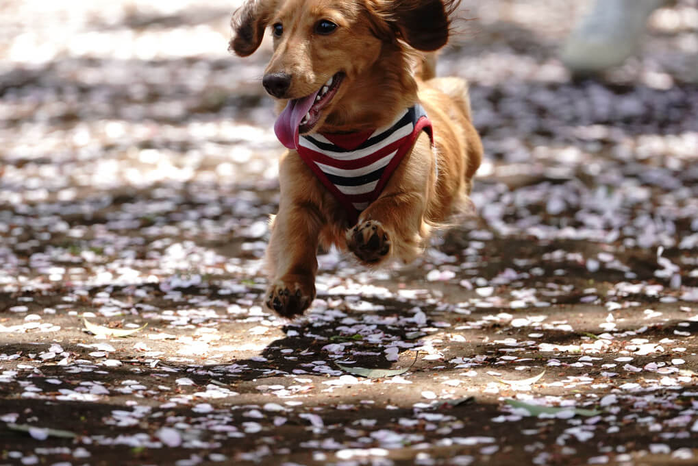『桜 花びら ドッグラン』AIR-αさん