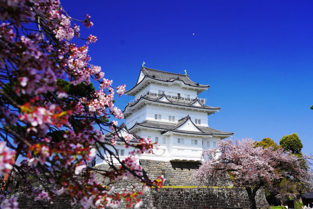 『日本の美「桜と城」』ぱあちくさん