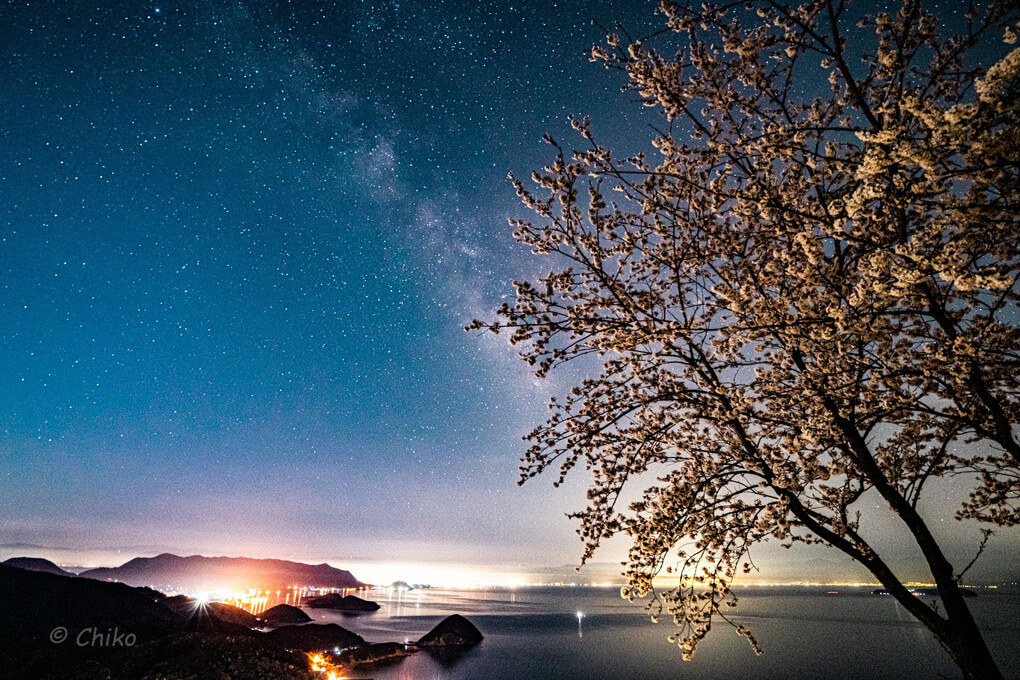 『桜の宴』チーコさん