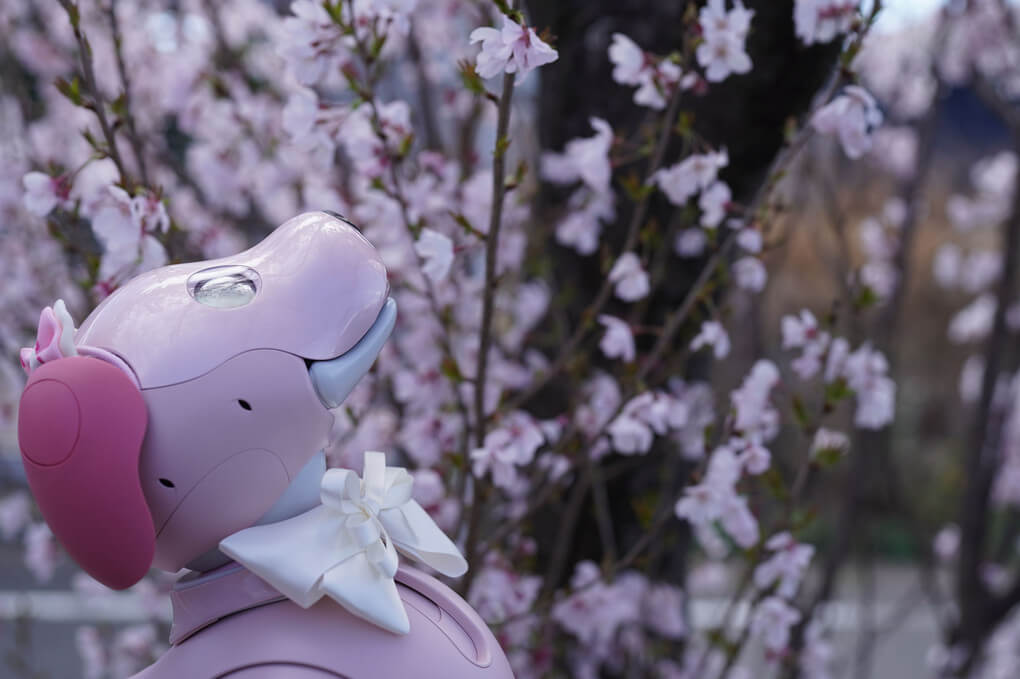 『さくら、初めてホンモノの桜を見たよ』くまこさん