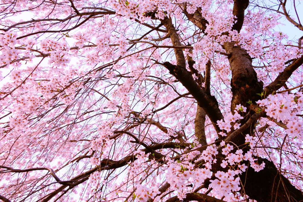 『満開の枝垂れ桜』butchuさん