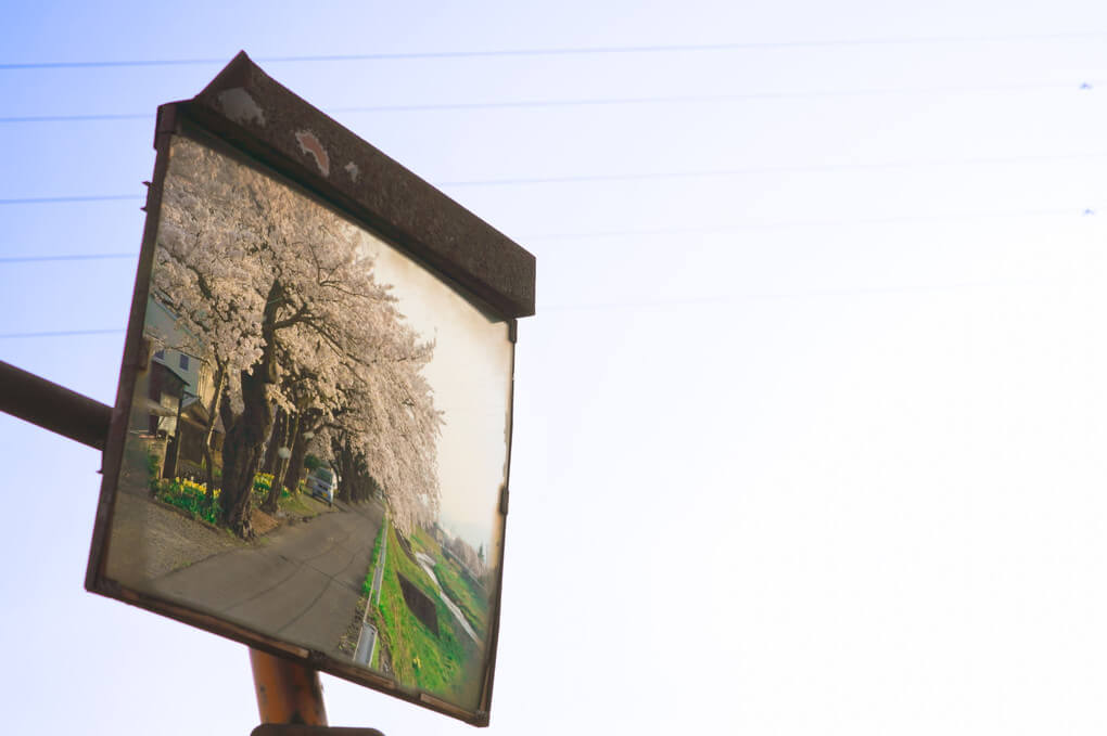 『桜並木』nicomuniさん