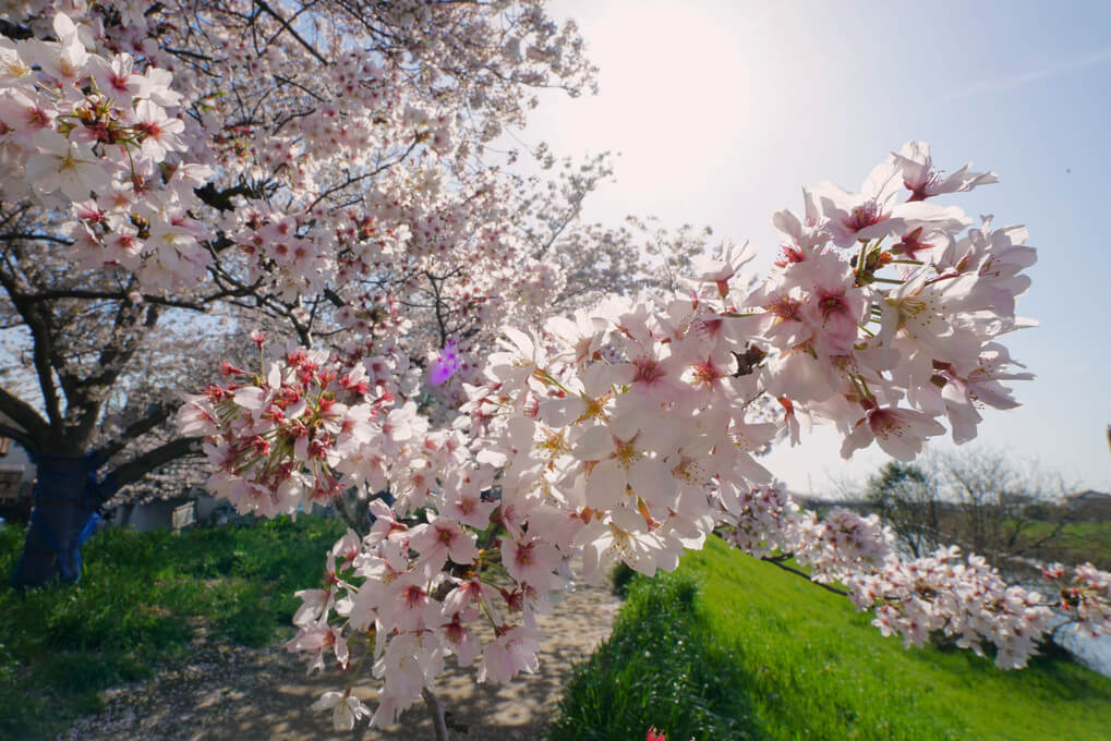 『春の土手、ぶらぶら散歩』pineさん