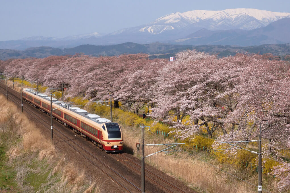 『一目千本桜と臨時快速列車』ふぉれすたパパさん