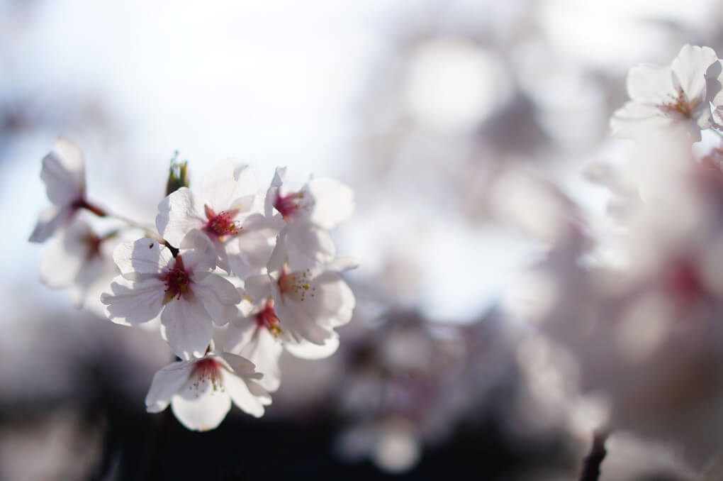 『桜咲いた』ぴろさん