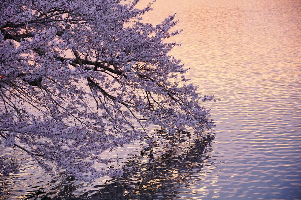 『憧れの波濤』バビルさん