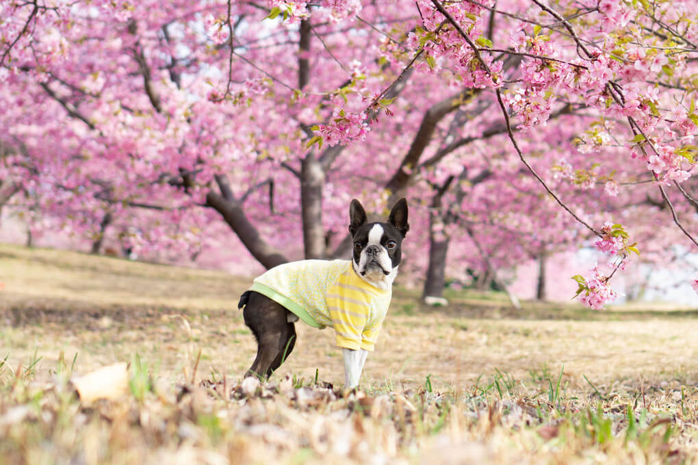『桜満開』charaさん