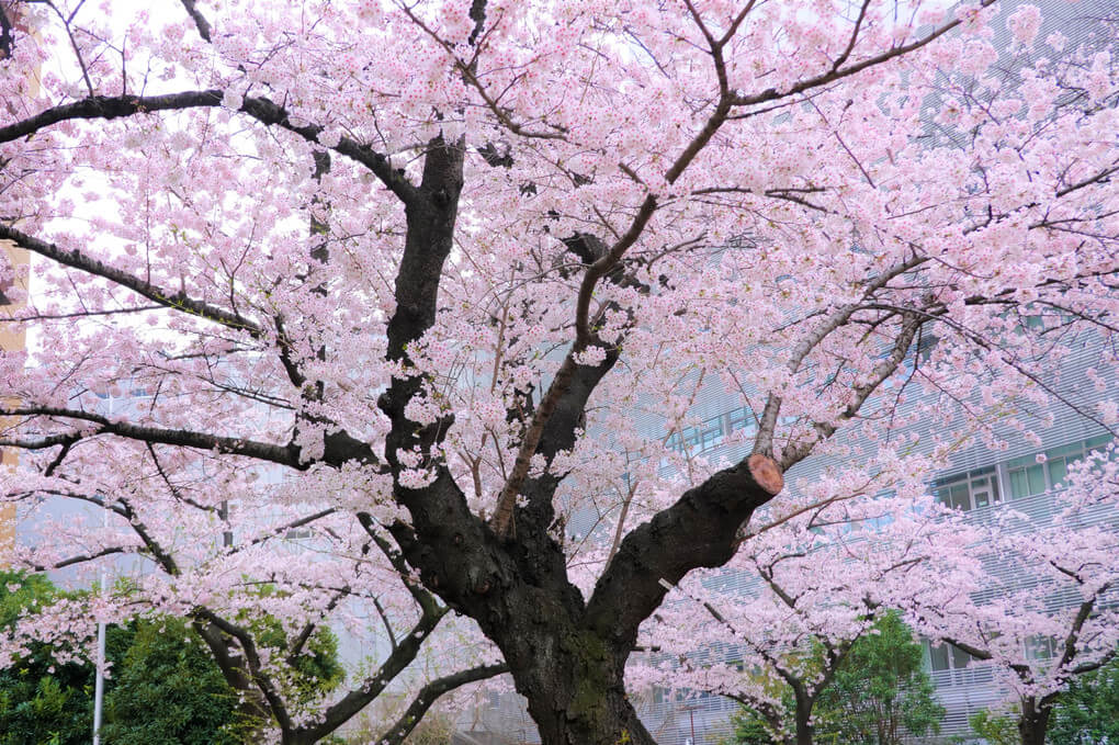 『桜(^^♪』ちょみさん