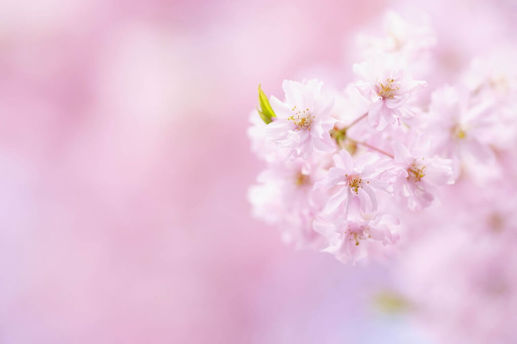 『桜色の世界』Orcaさん