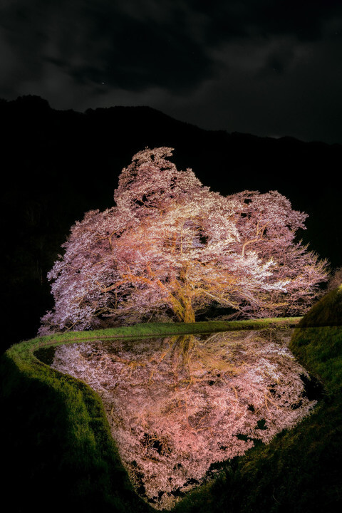 『春の静寂』MAJEさん