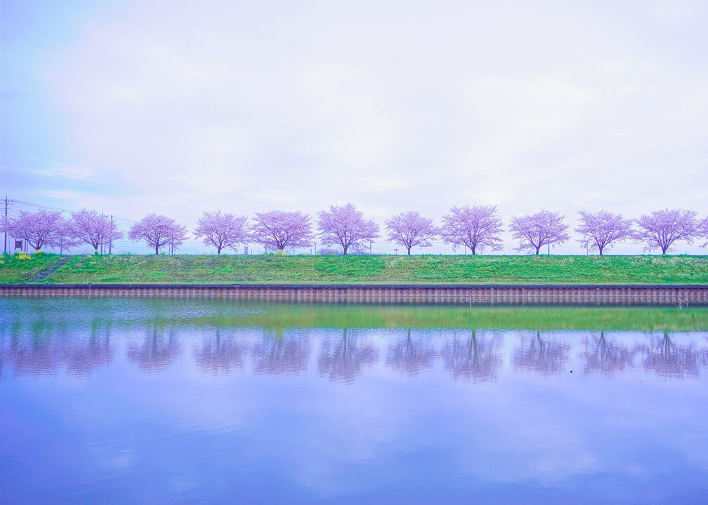 『サクラサク.｡.:* ♬*゜』シフォンさん