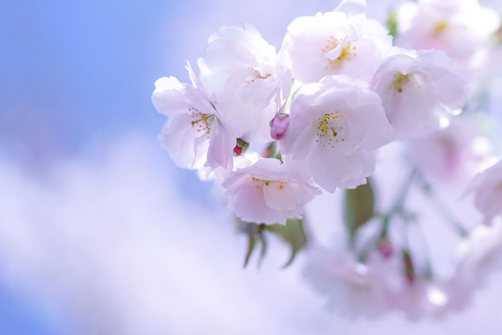 『桜』ポン太さん