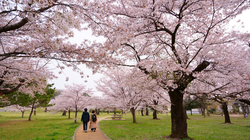 『春色』小樹林子さん