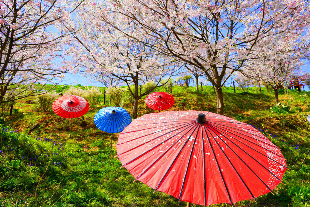 『和傘と桜』kei^_^さん