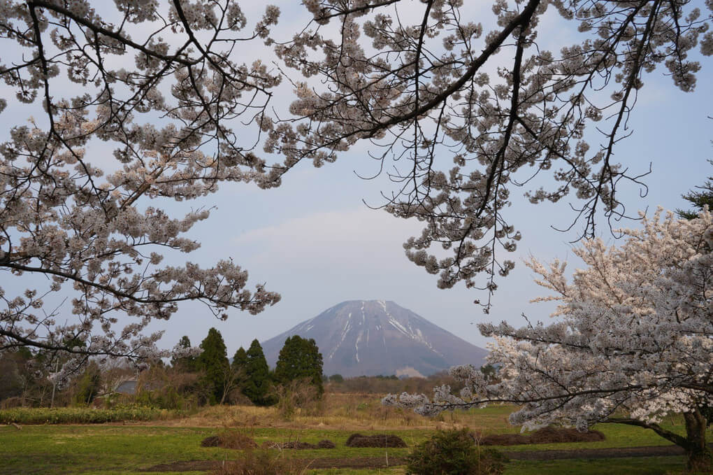 『Sakura大山』ぐーさん