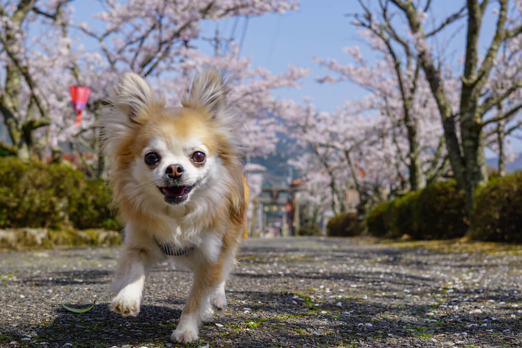 『桜ともなか』もなかさん