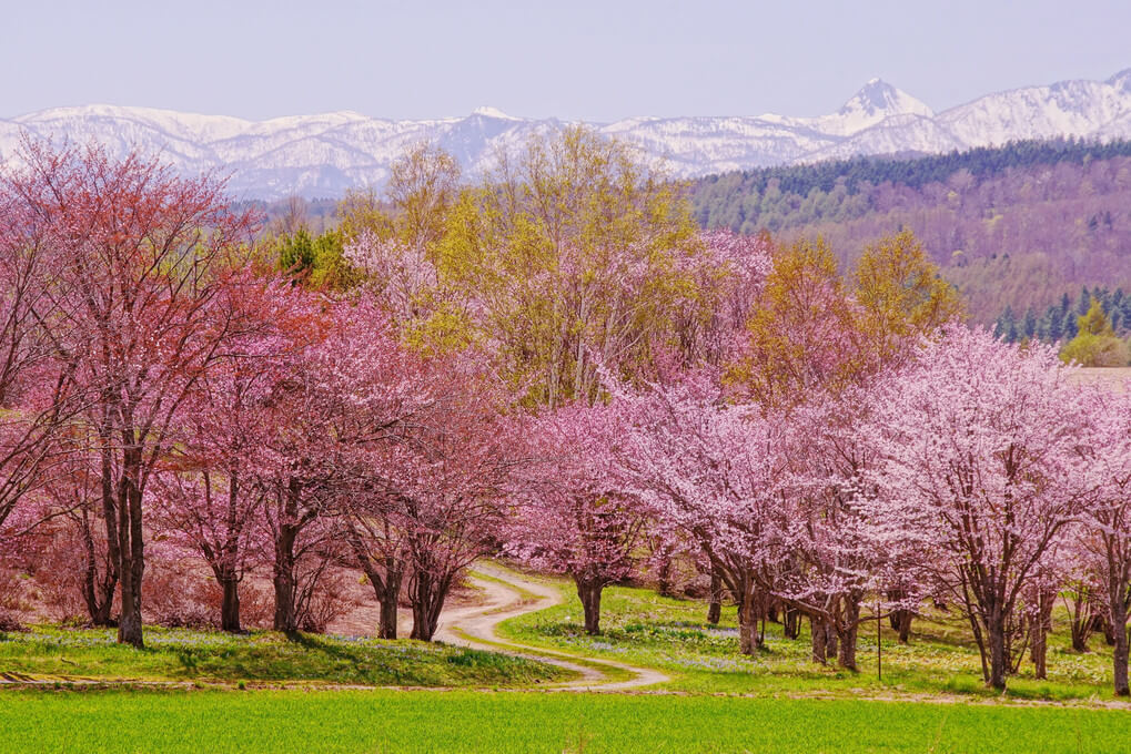 『富良野の桜　1』ピクニックαさん