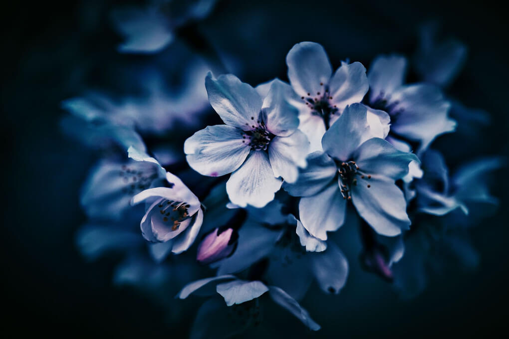 『侘桜』encameraさん