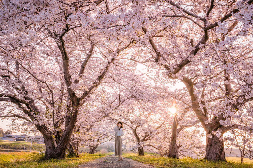 『サクラの花の咲く頃に』mukkuさん