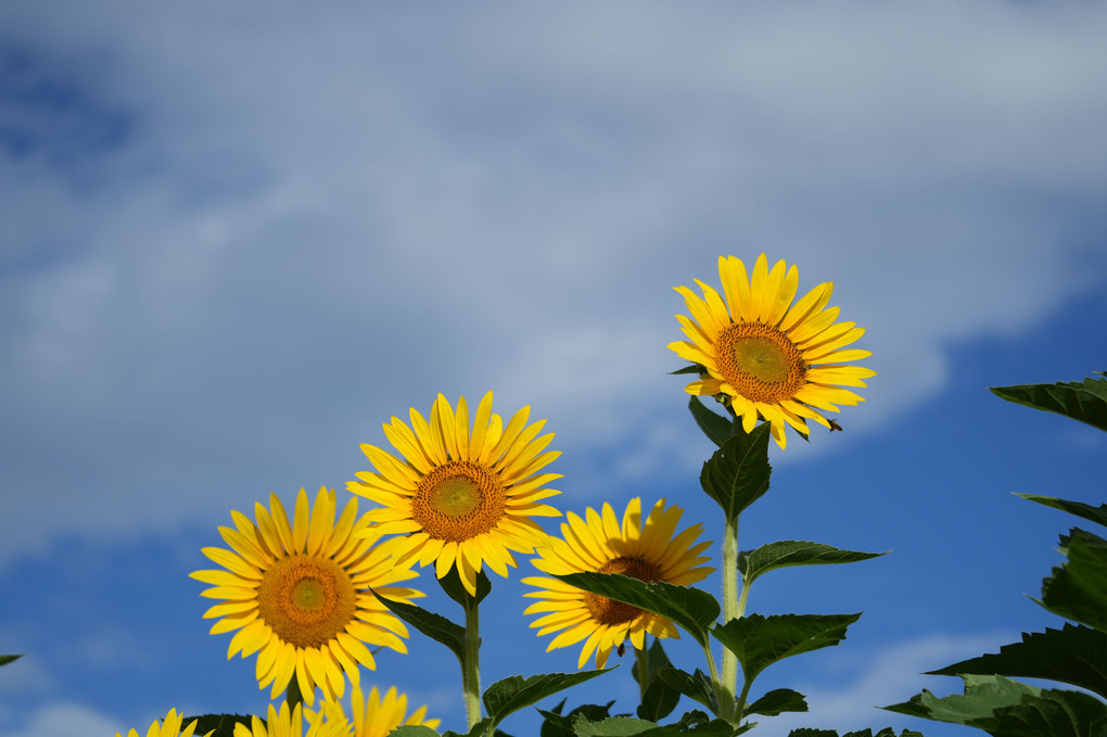 『向日葵』シマリスさん