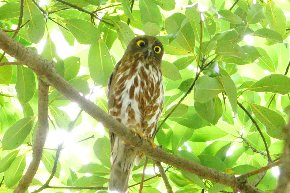 『アオバズク　雄』クリスタルさん