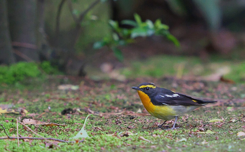 『潮風の思い出 04 キビタキ』kurosawayutさん