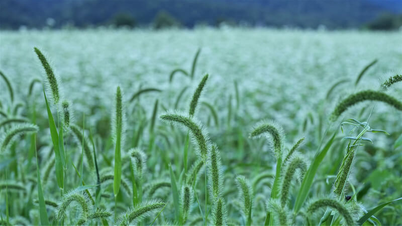 『蕎麦畑のエノコログサ』山岳一歩さん