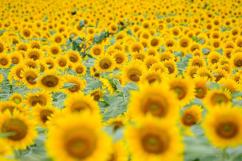 『ヒマワリ花ひろば22-03α（愛知）』hippoさん