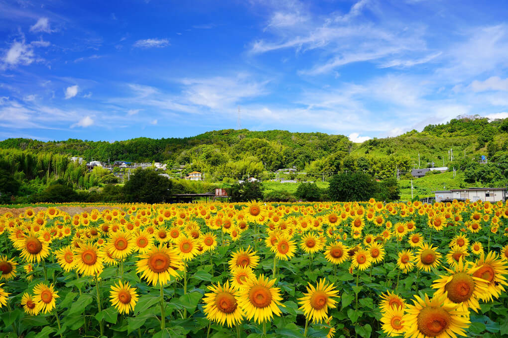 『夏の終わりに。。。🌻』ヒロクンさんさん