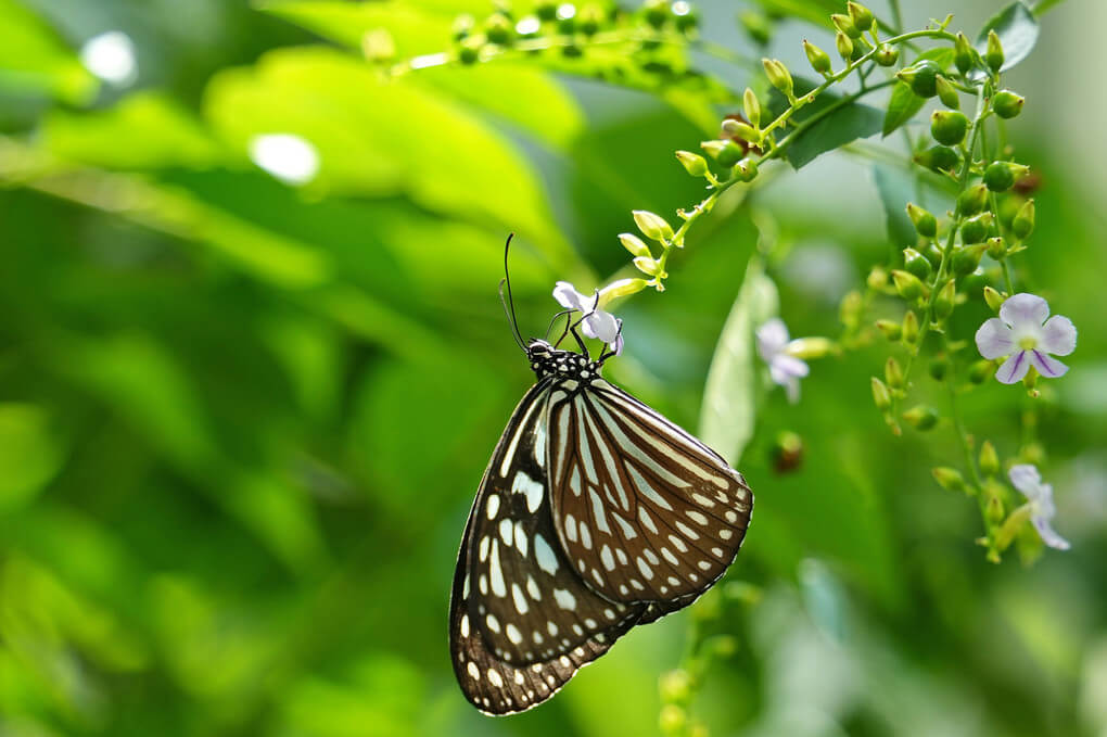 『リュウキュウアサギマダラの吸蜜』こげっちさんさん