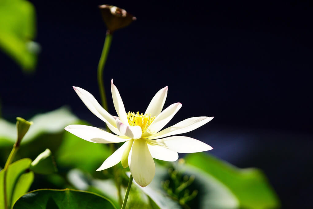 『近場の蓮花』mikagemaruさんさん